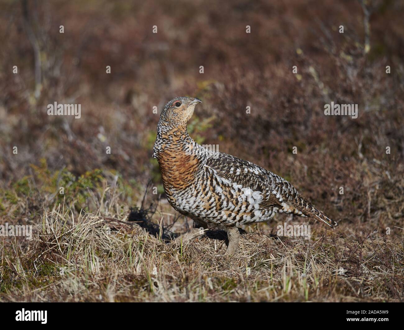 Wood grouse hires stock photography and images Alamy