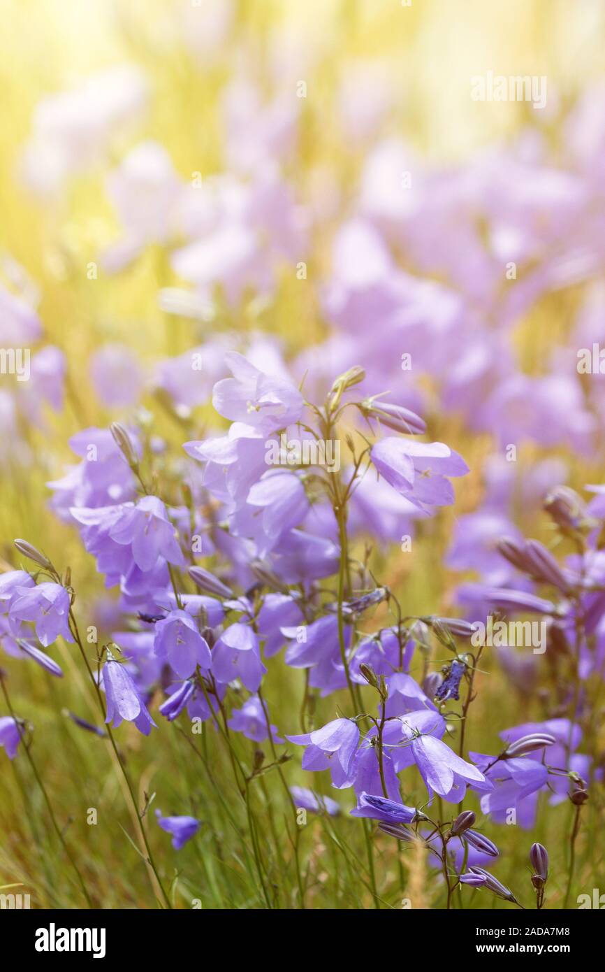 Bell flower opens towards the sun Stock Photo Alamy