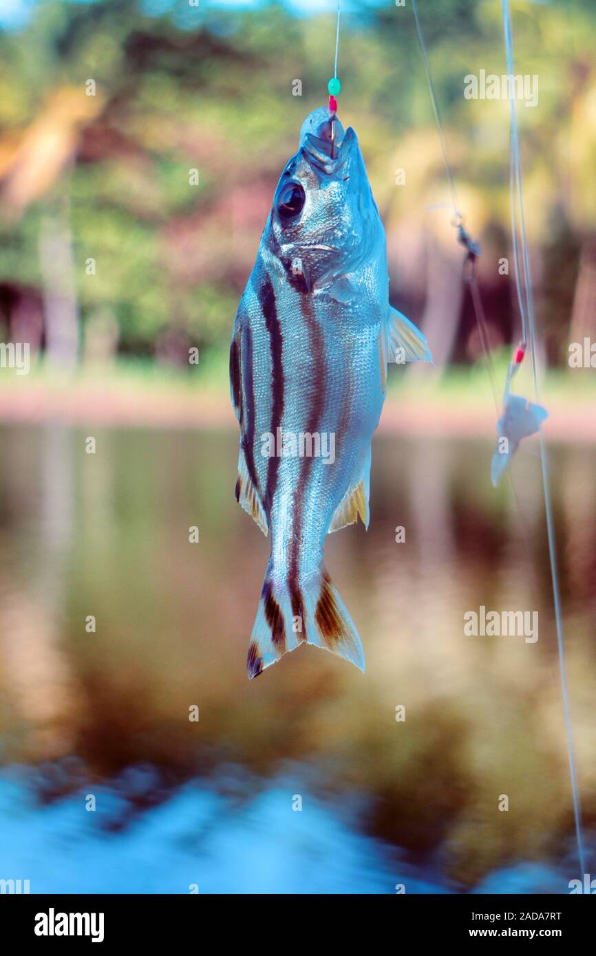 Fishing in India. Coral fish sea fishing from shores Stock Photo Alamy