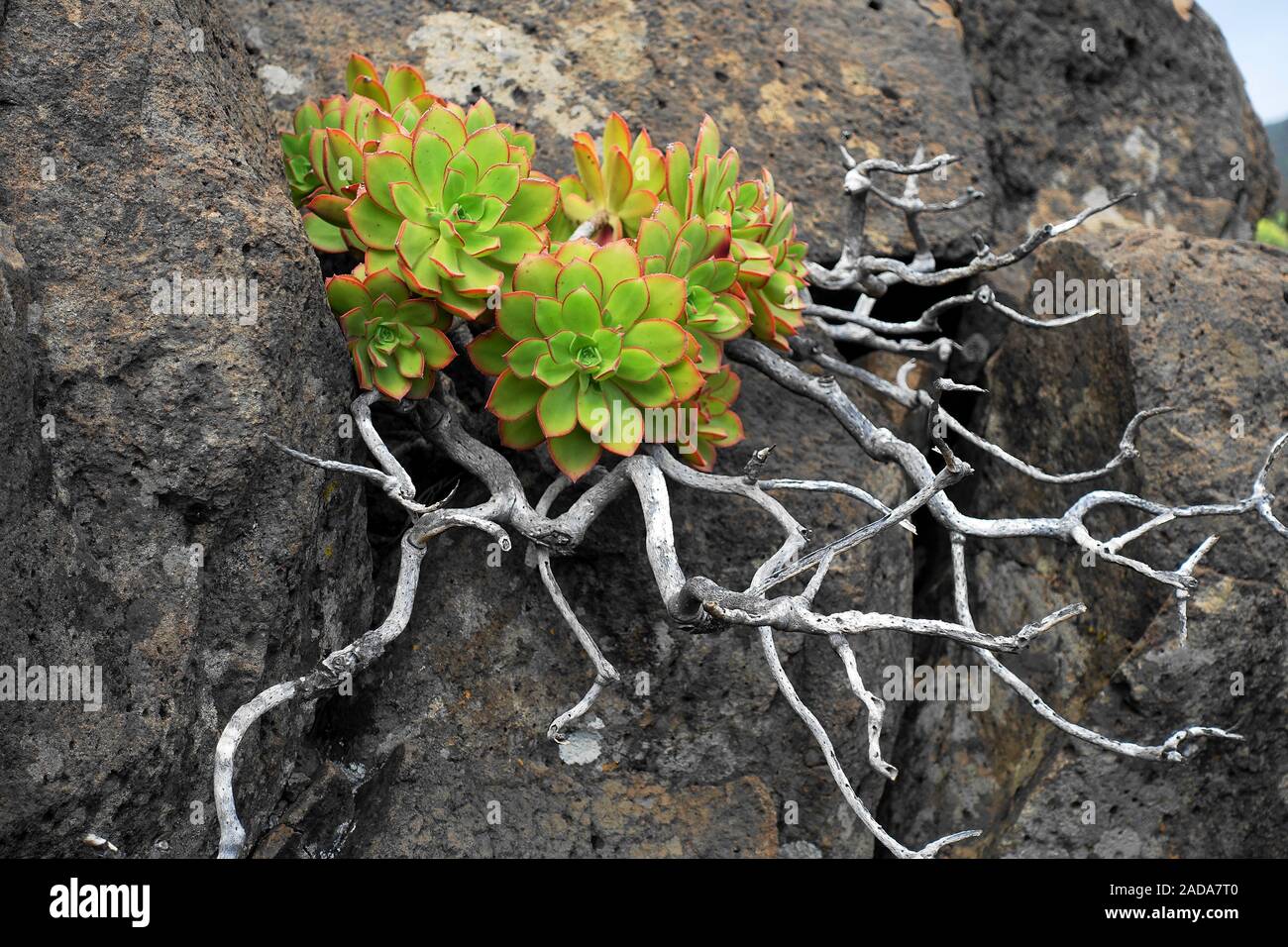 Characteristic vegetation on the edge of a hiking trail on La Gomera, Spain Stock Photo
