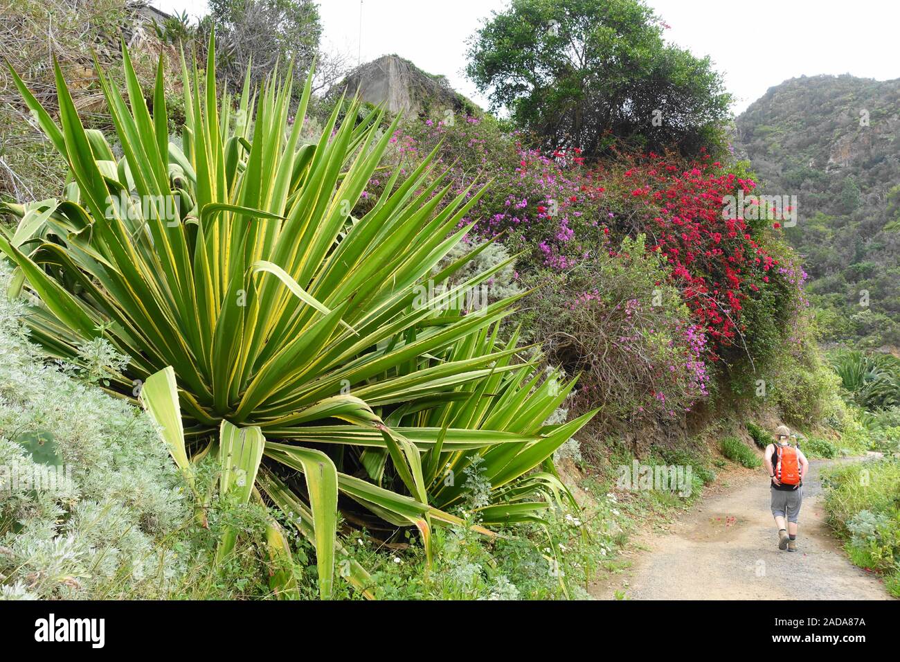 Impressive roadside vegetation, La Gomera, Spain Stock Photo