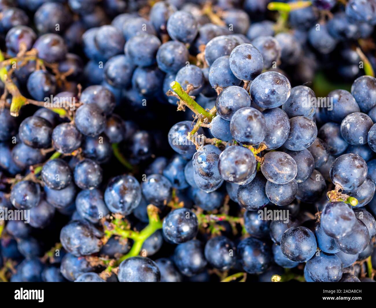 Grape background. Dark blue grapes. Fresh harvested grapes background