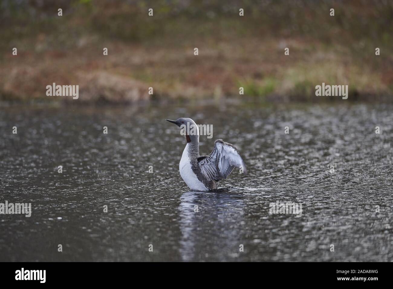 Red-throated Grebe Stock Photo