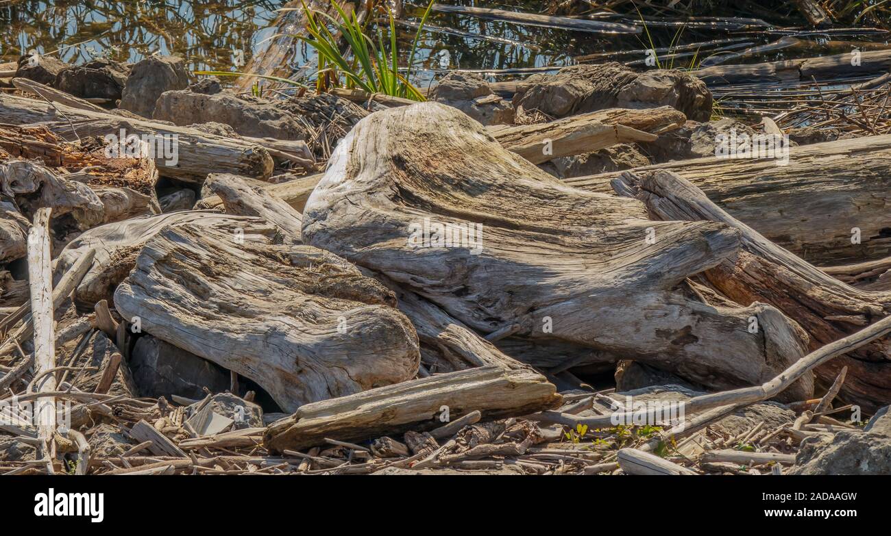 Driftwood at the mouth of the Rhine in the lake Constance at Fussach, Austria Stock Photo