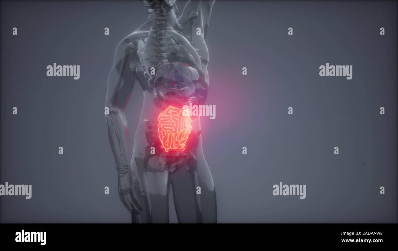 Human Small Intestine Radiology Exam Stock Photo Alamy