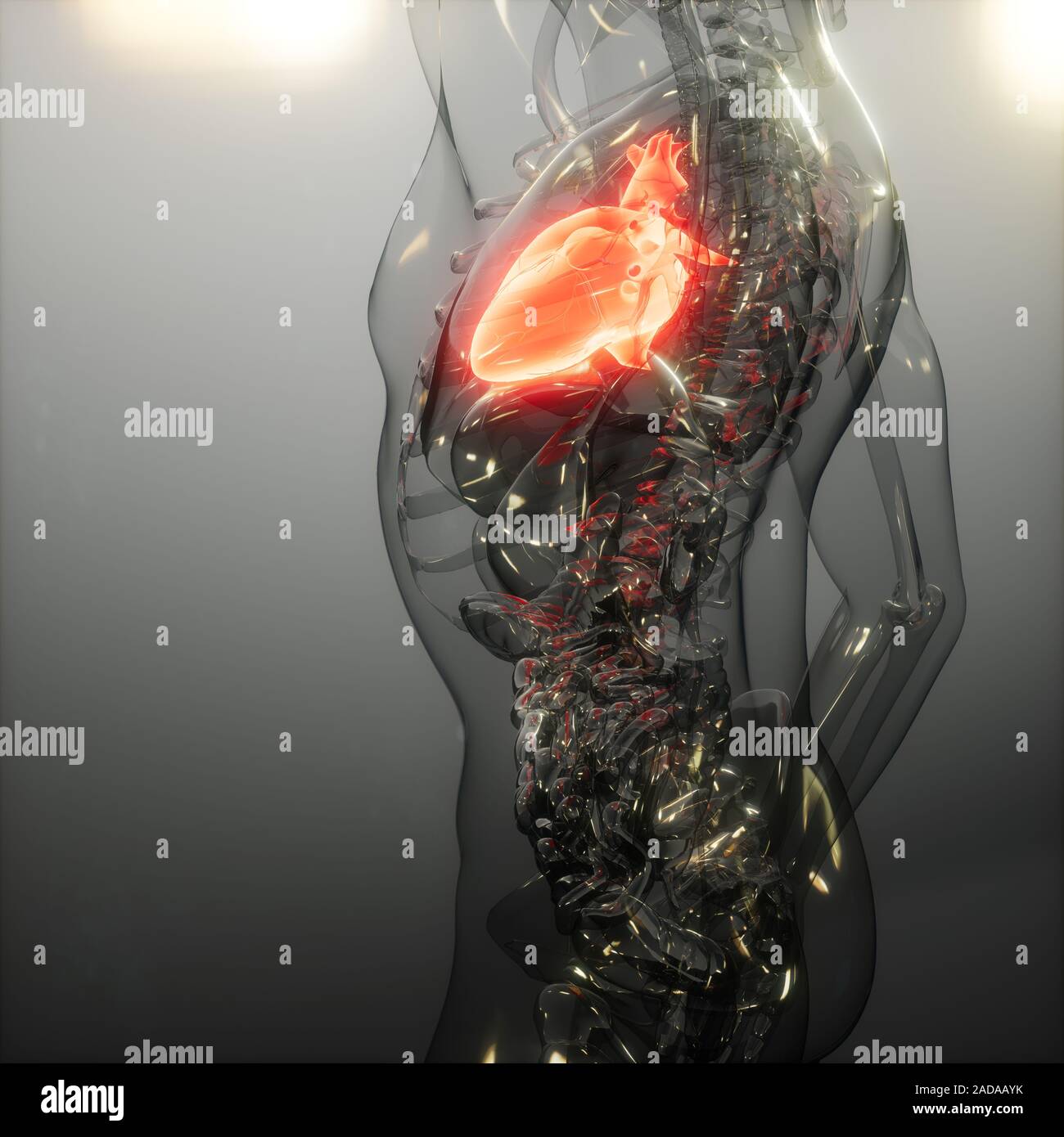 Human Heart Radiology Exam Stock Photo - Alamy