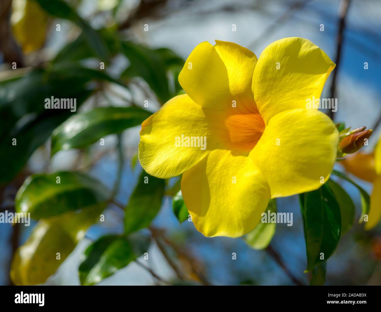 Close-up yellow flower background. Allamanda cathartica or golden trumpet or yellow bell with green leaves. Stock Photo