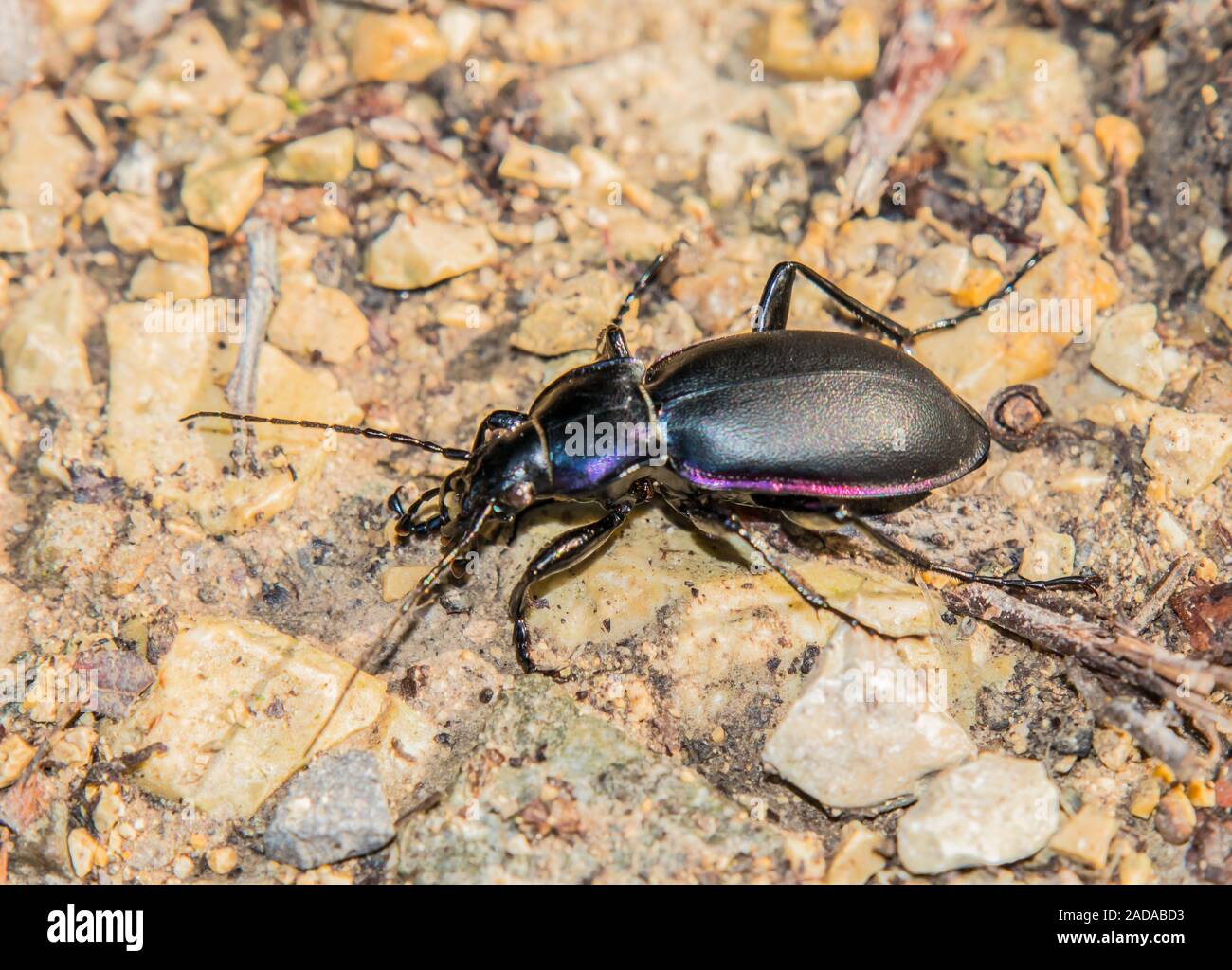 Rain beetle  'Carabus violaceus' Stock Photo