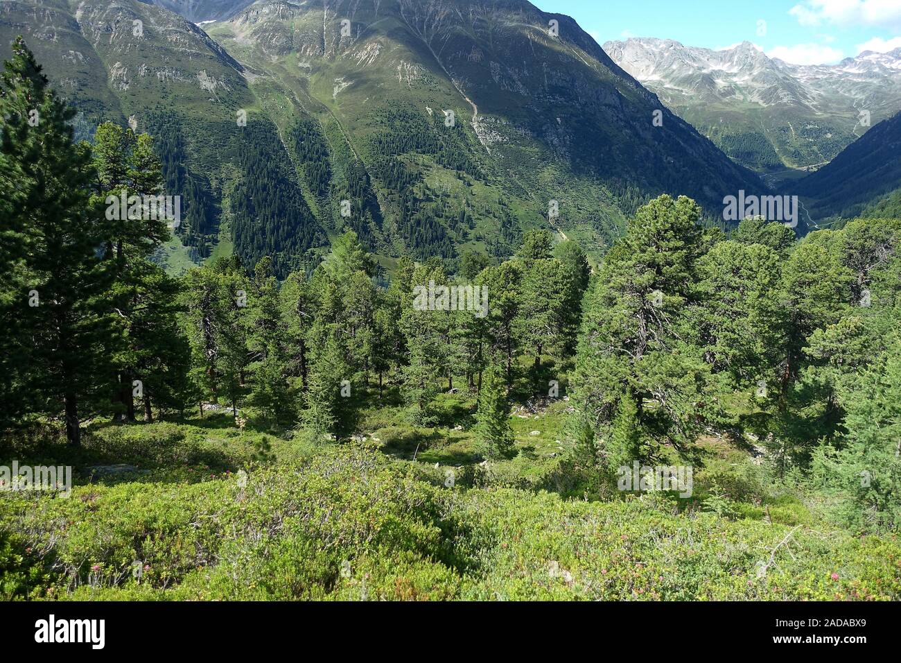 Swiss stone pine forest at the forest line, Niederthai, Ötztal, Austria Stock Photo