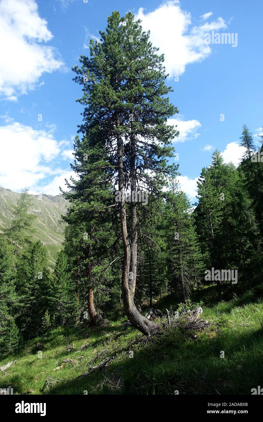 Swiss stone pine forest at the forest line, Niederthai, Ötztal, Austria Stock Photo