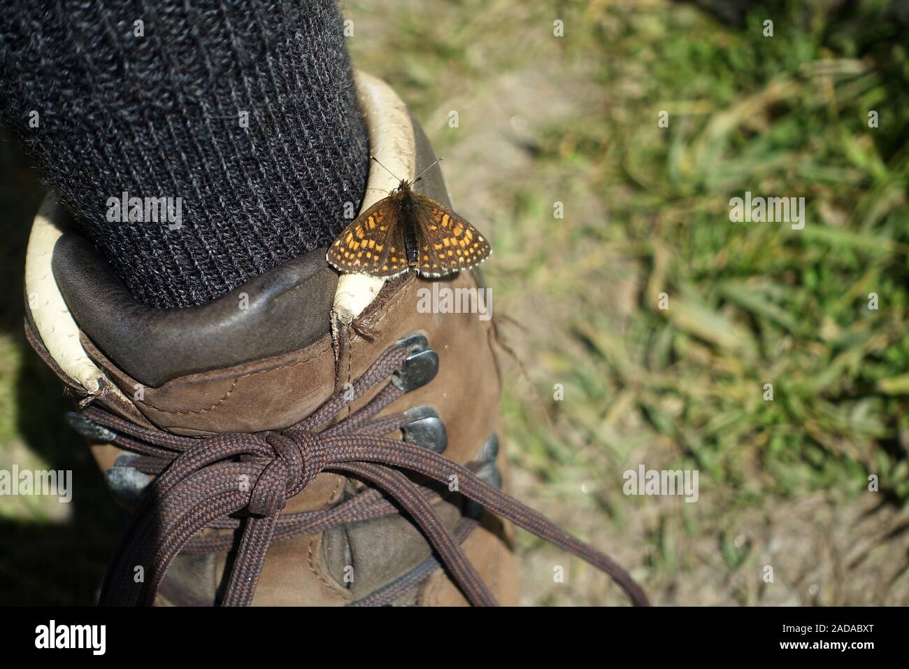 Butterfly as companion on the hiking shoe, Ötztal, Austria Stock Photo