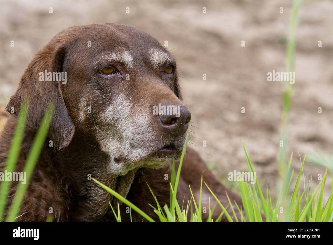 old brown chocolate Labrador retriever dog laying down in the green grass at eye level Stock