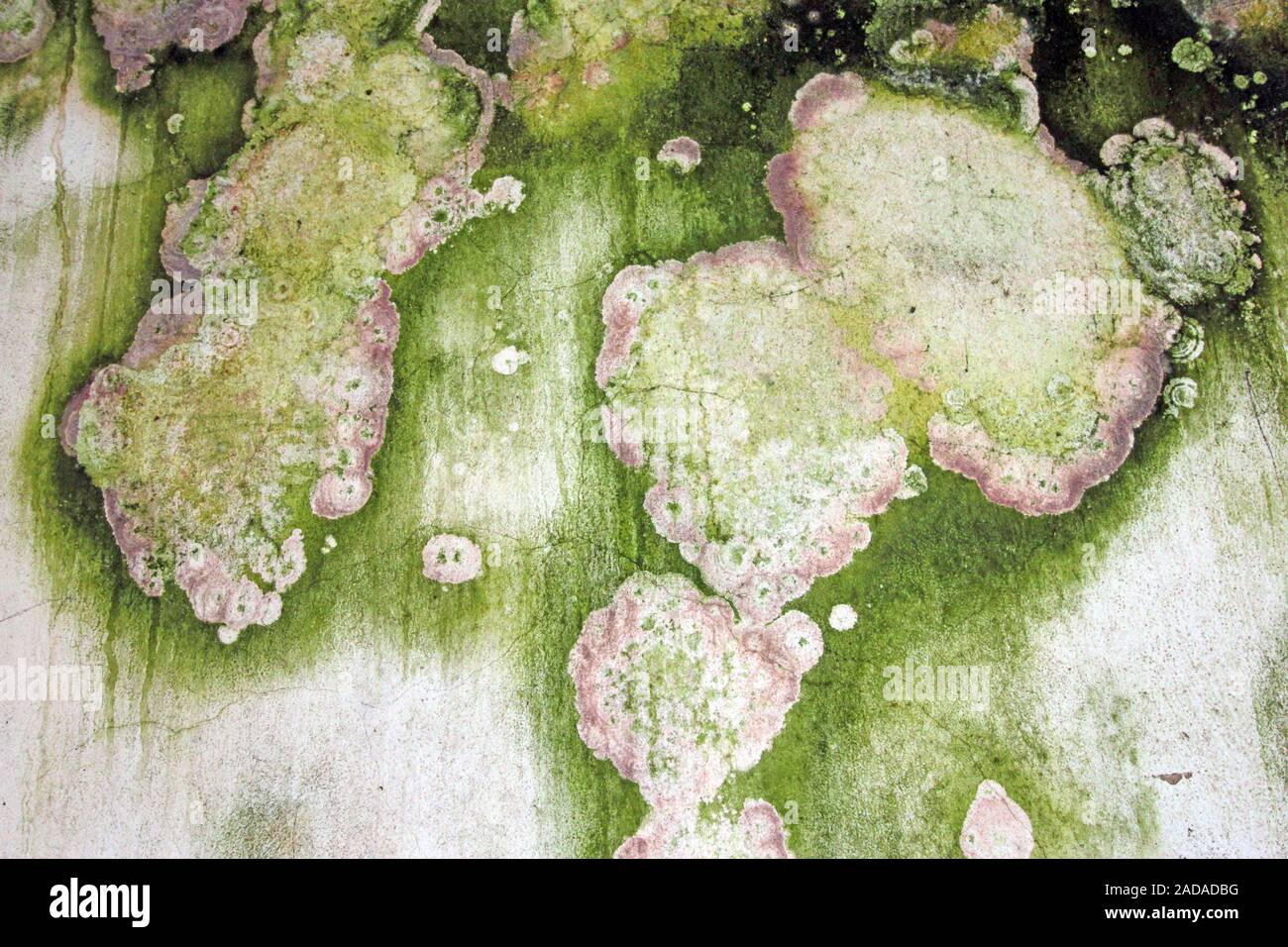 Mould fungus on house wall Stock Photo Alamy