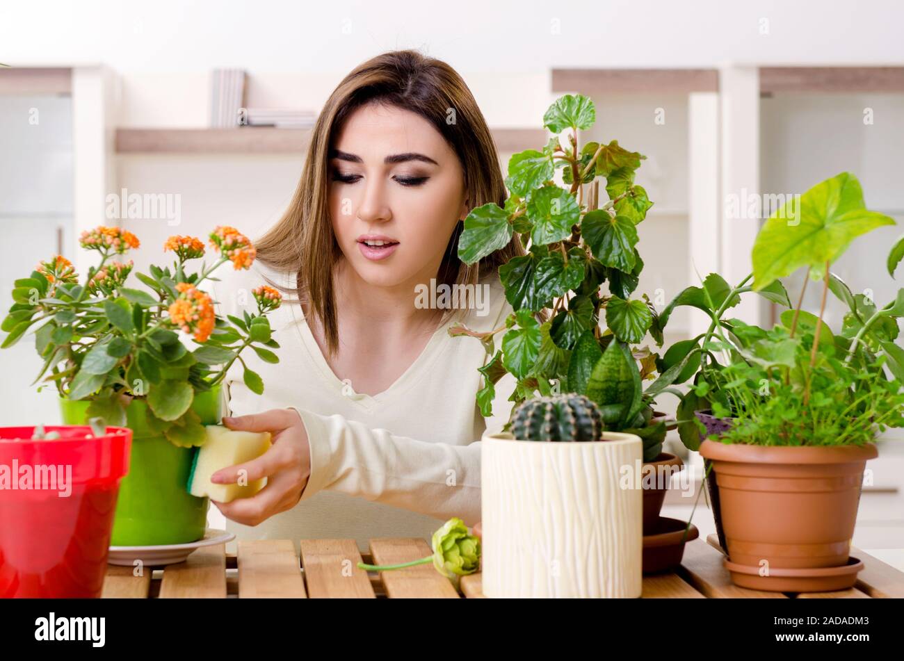 Dusting house plants hires stock photography and images Alamy