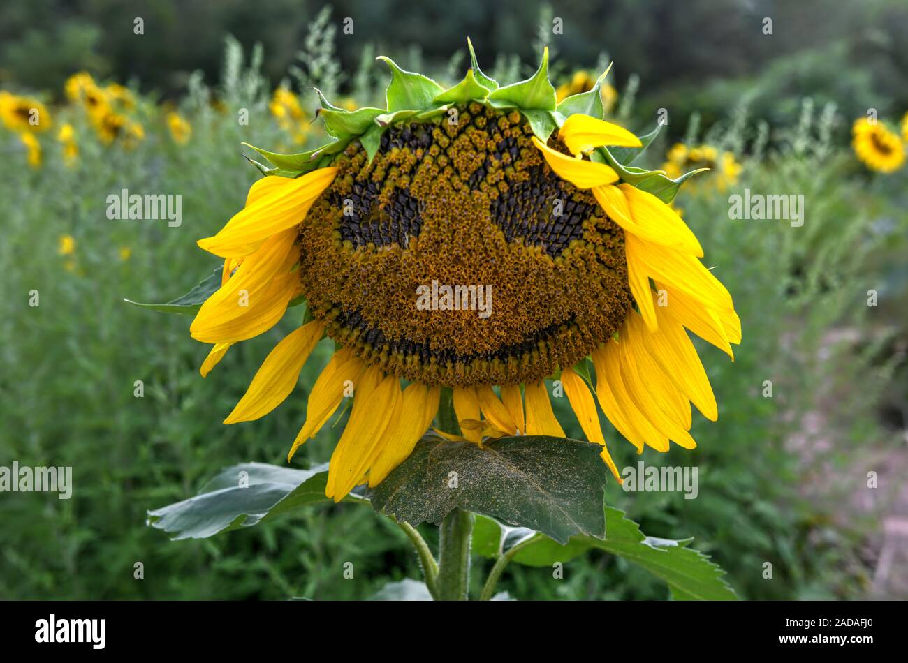Close-up of a sunflower with a smile in a Sunflower Maze in Sussex County, New Jersey. Stock Photo
