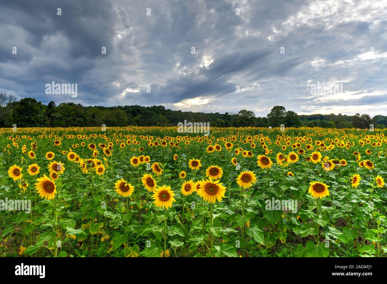 Wide field of a Sunflower Maze in Sussex County, New Jersey Stock Photo