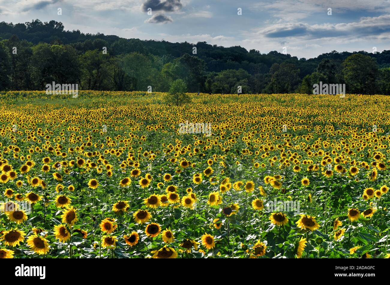 Wide field of a Sunflower Maze in Sussex County, New Jersey Stock Photo