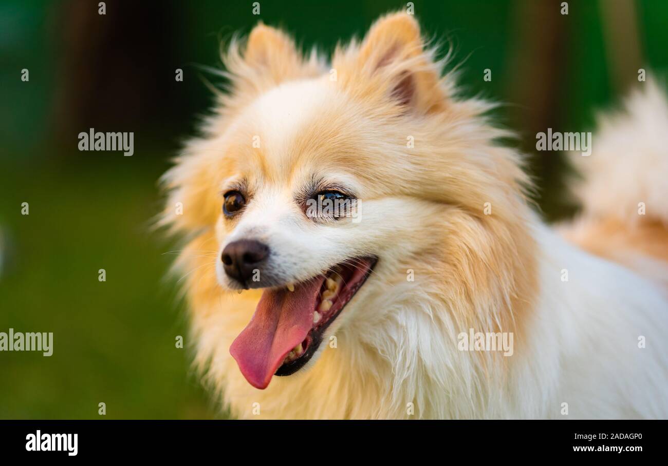 Pomeranian dog with tongue out closeup portrait Stock Photo - Alamy, image size:1300x908