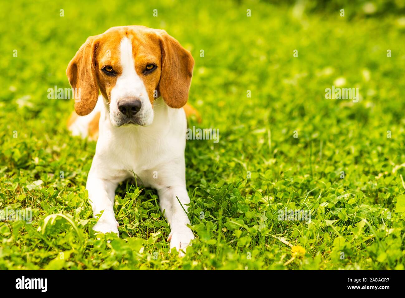 Beagle dog lying down on grass. Canine background. Copy space Stock