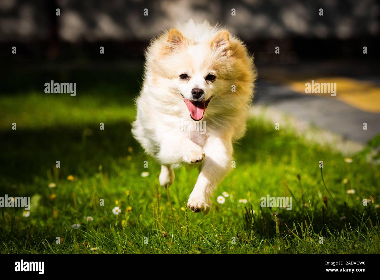 Pomeranian Dog German Spitz Klein Running Towards Camera Stock Photo Alamy Pomeranian Dog German Spitz Klein Running Towards Camera Stock Photo Alamy
