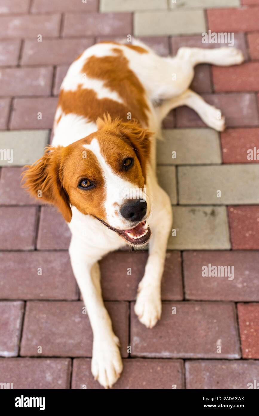 Brittany dog female puppy looking up. Lying down and resting in shade from summer heat Stock Photo