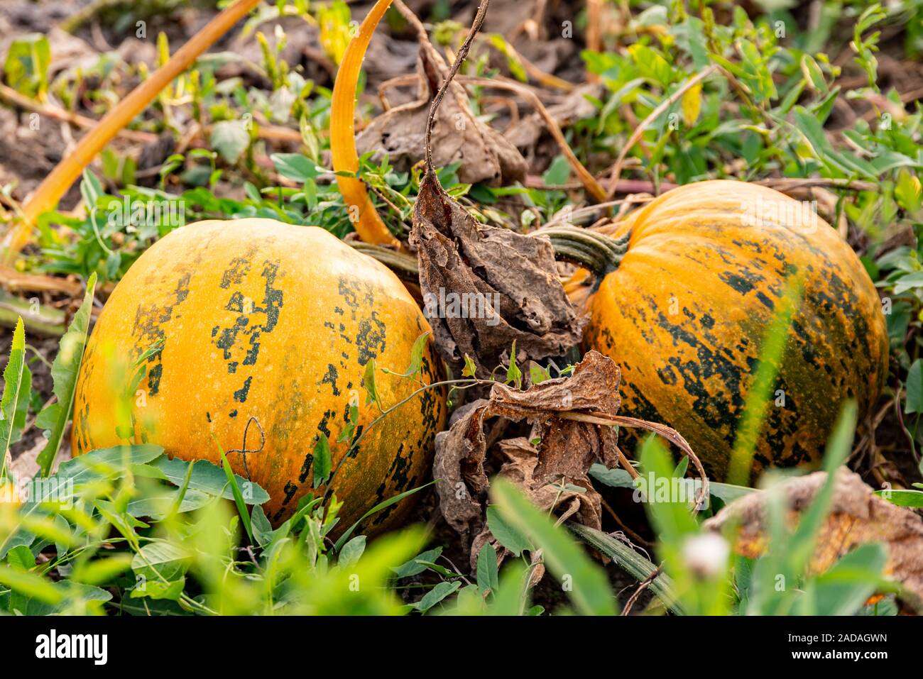 Two Pumpkins growing on a field. Stock Photo