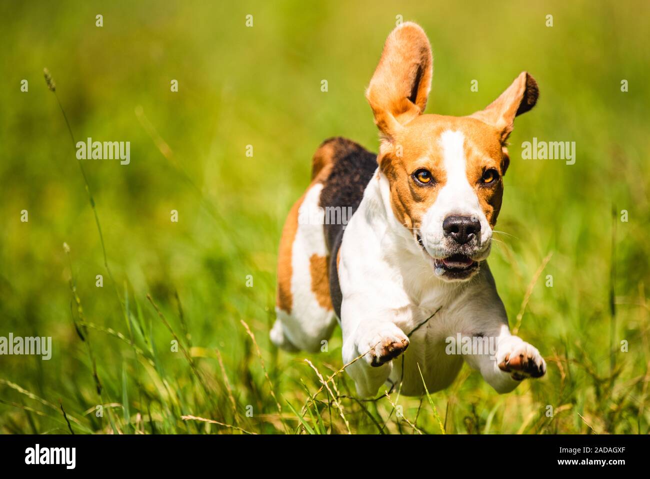 Beagle ears hires stock photography and images Alamy