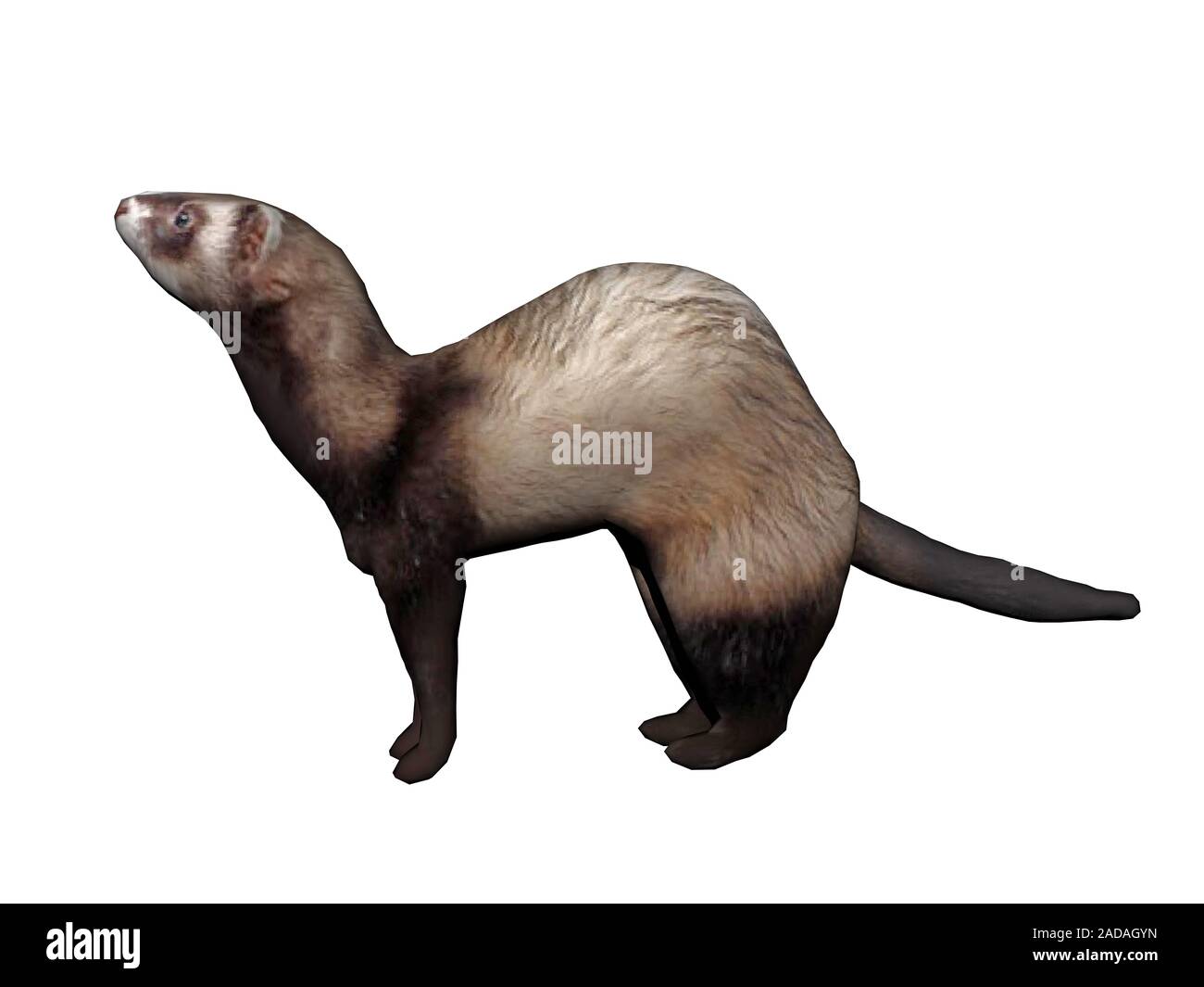 Ferret with upright head makes hump Stock Photo