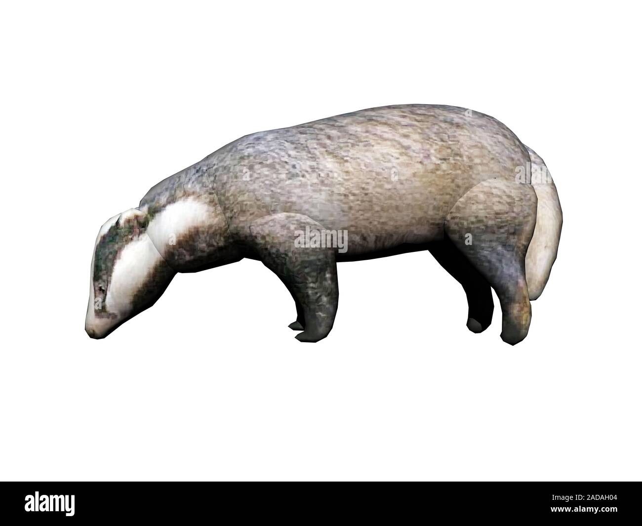 Badger with a strubbell fur Stock Photo