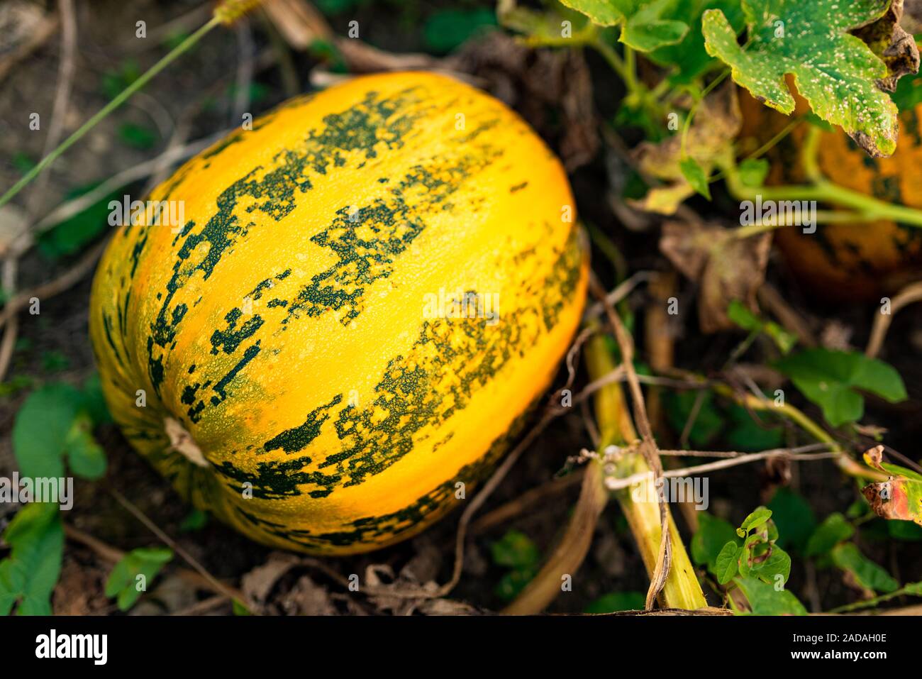 Pumpkin growing on a field closeup Stock Photo - Alamy