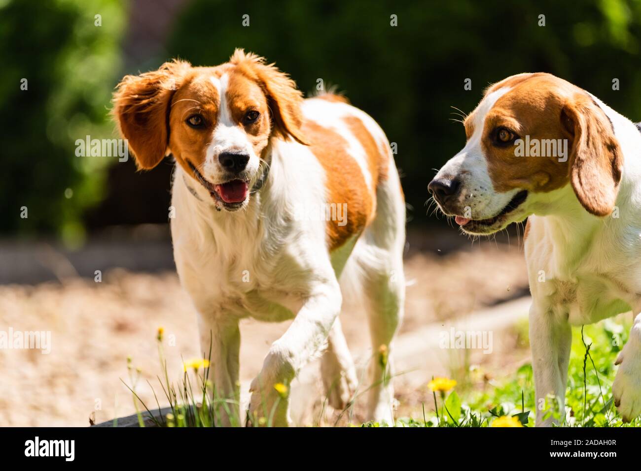 Brittany dog and Beagle dog together on sunny hot day Stock Photo