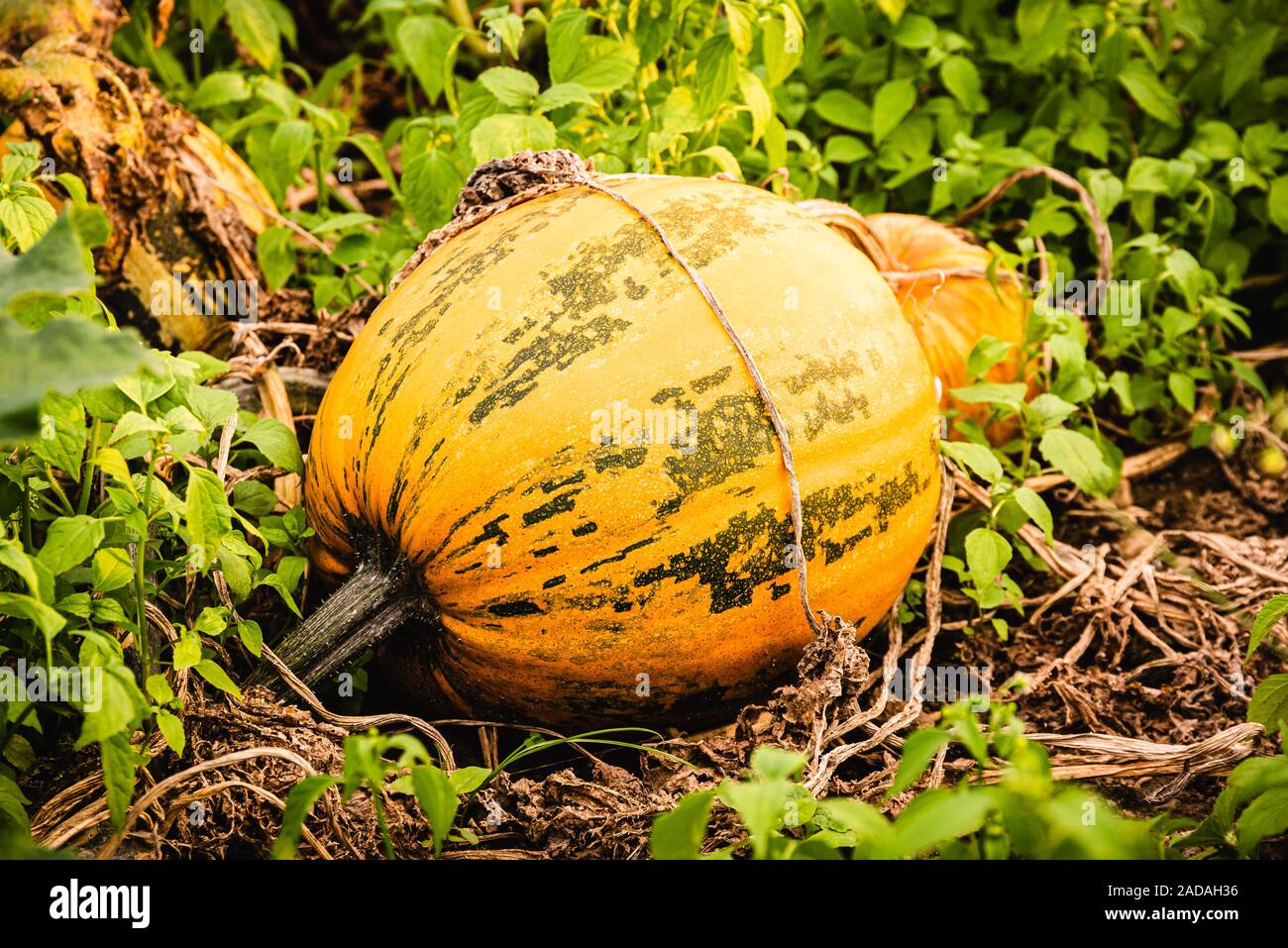 Orange pumpkin sitting in field in grass Stock Photo - Alamy