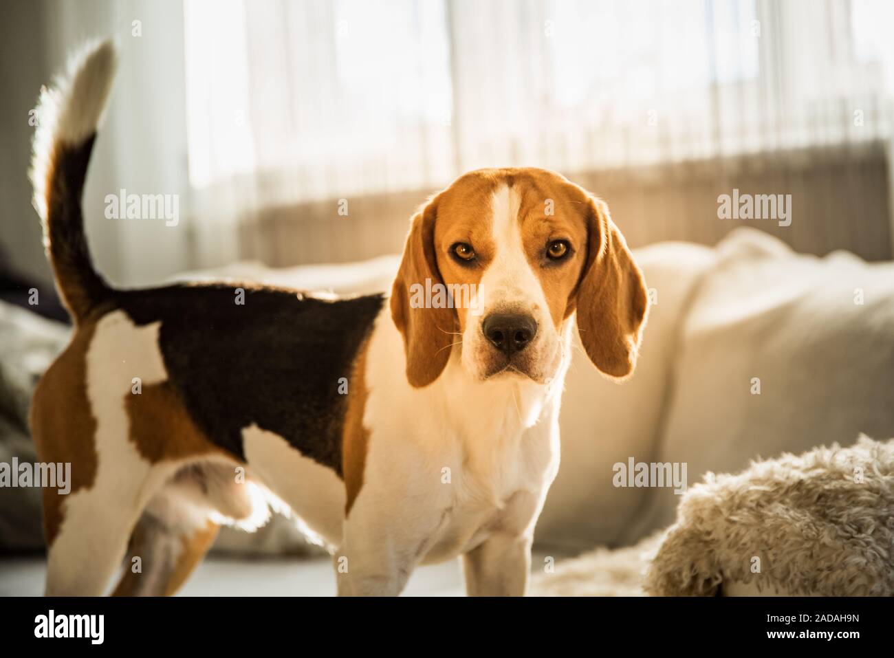Purebred Beagle Dog Standing On Couch Sofa In Living Room Indoors Stock Photo Alamy