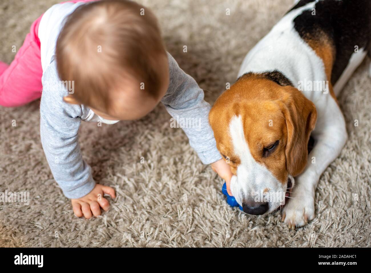 puppy chewing carpet