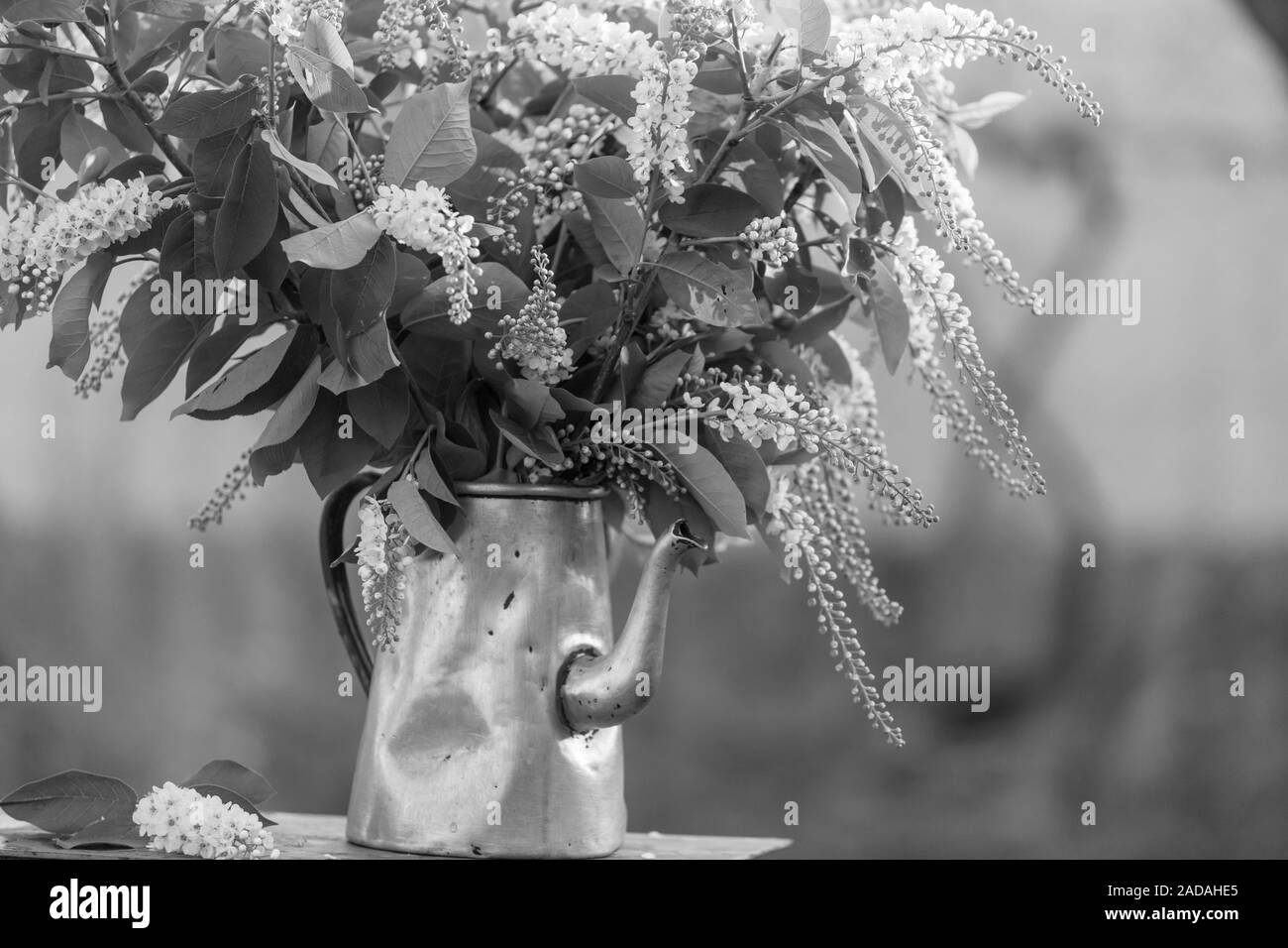 Pretty summer garden flowers Black and White Stock Photos & Images - Alamy