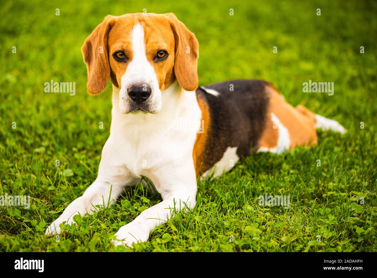 Beagle dog lying down on grass. Canine background. Copy space Stock