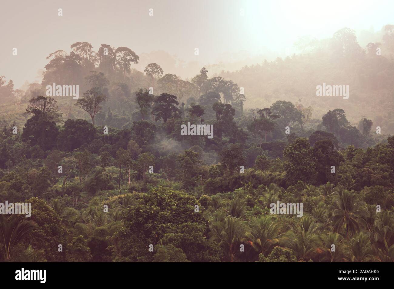 Jungle ecology hi-res stock photography and images - Alamy