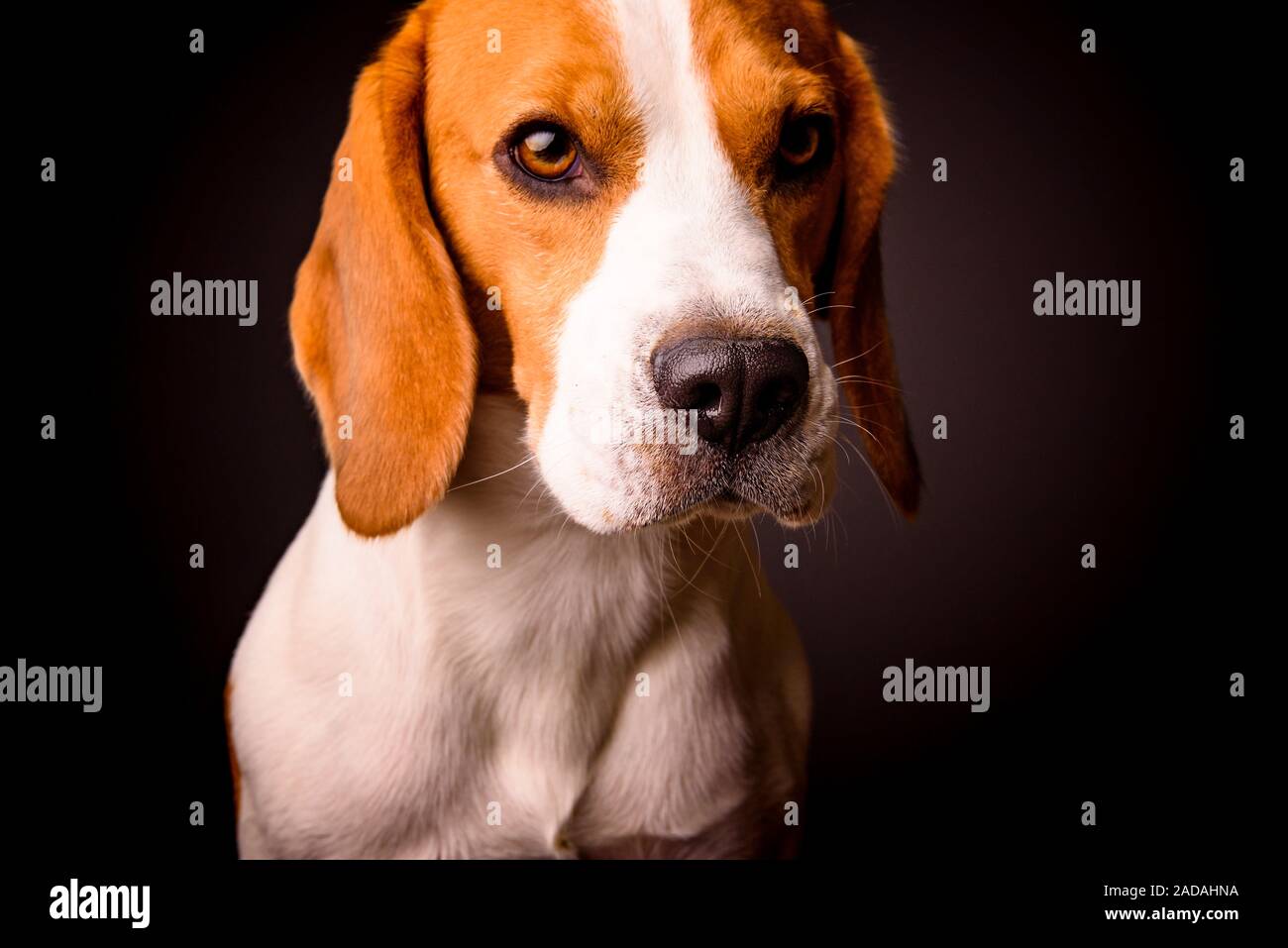 Beagle dog portrait on a black background isolated studio closeup detail like painting Stock Photo