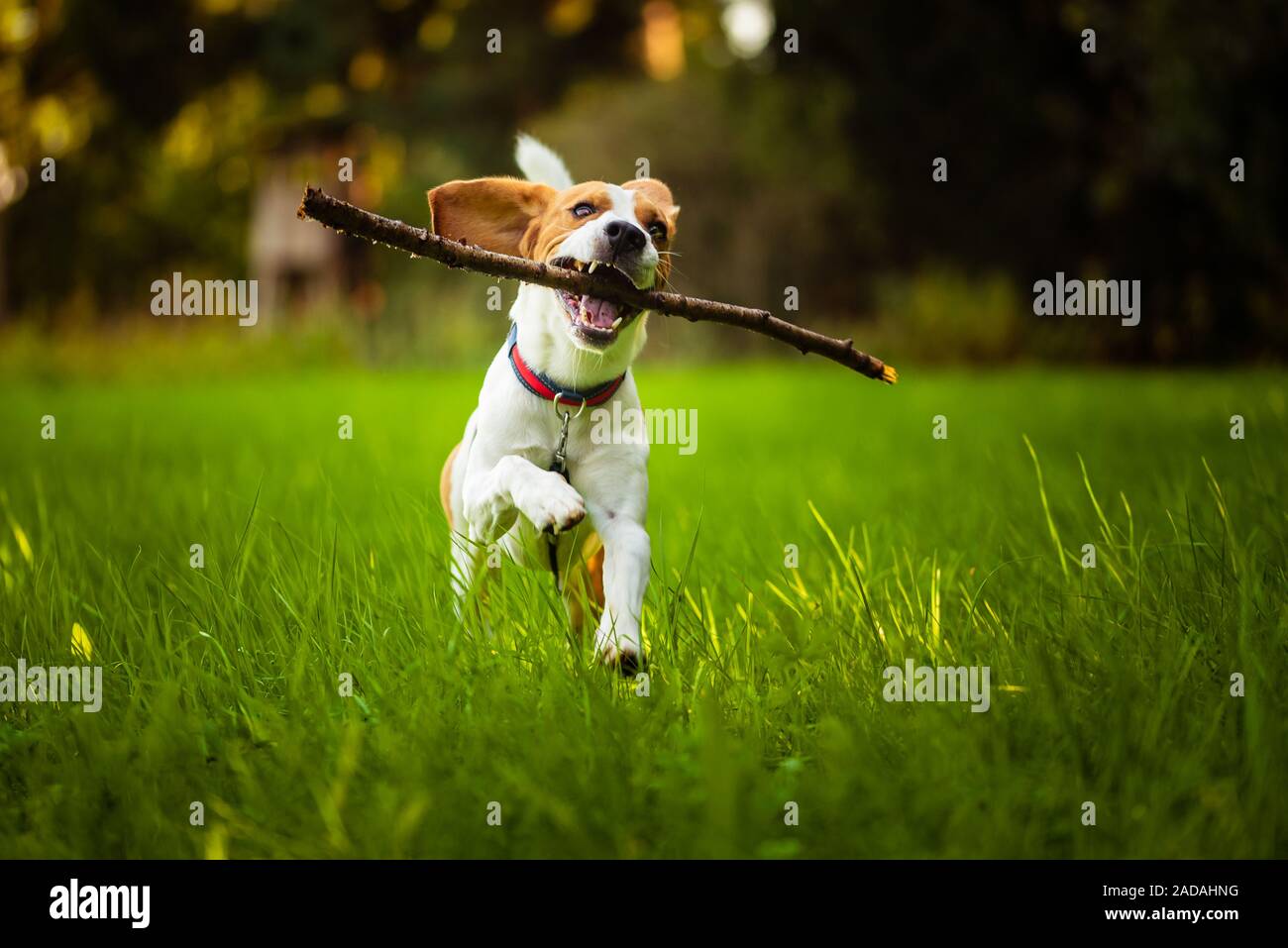 Why Does My Dog Run And Jump On Me