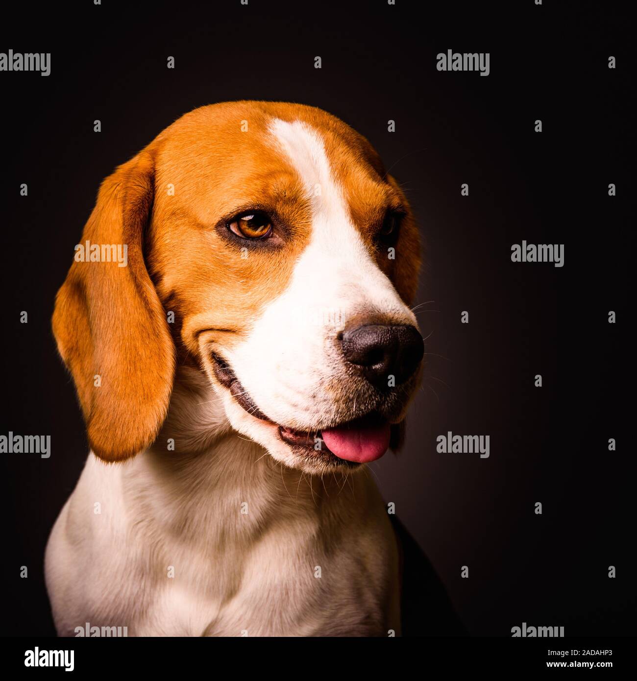 Beagle dog portrait on a black background isolated studio closeup detail like painting Stock Photo