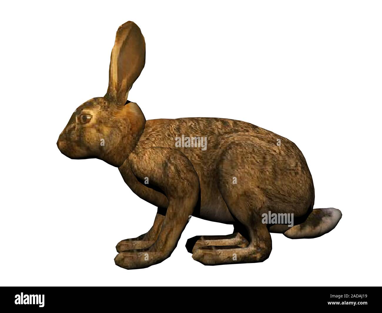 Hare with brown fur and upstanding ears Stock Photo