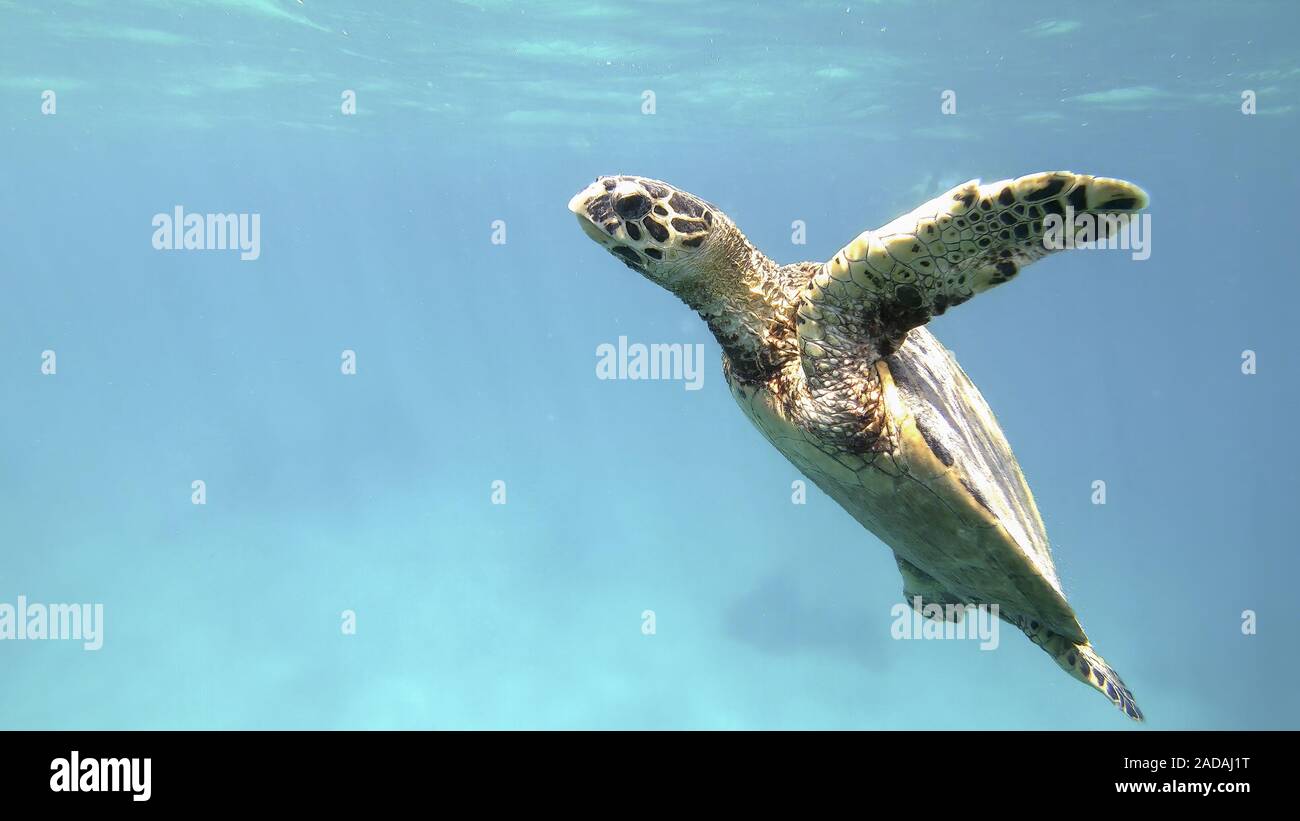 cute green sea turtle (Chelonia mydas) Stock Photo