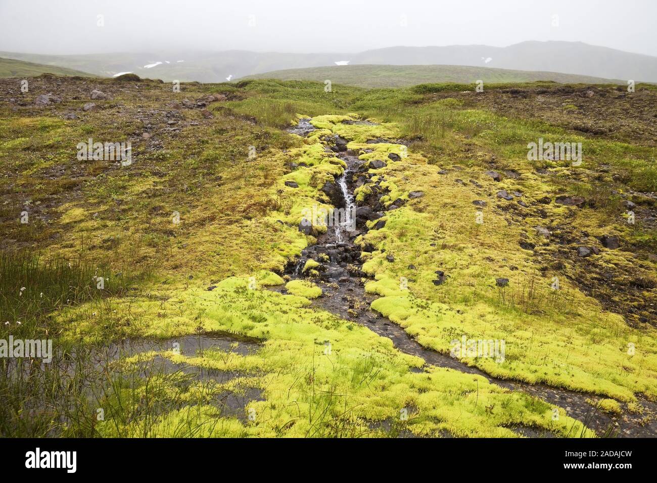 landscape with neon moos, near Bakkagerdi, East Iceland, Iceland, Europe Stock Photo