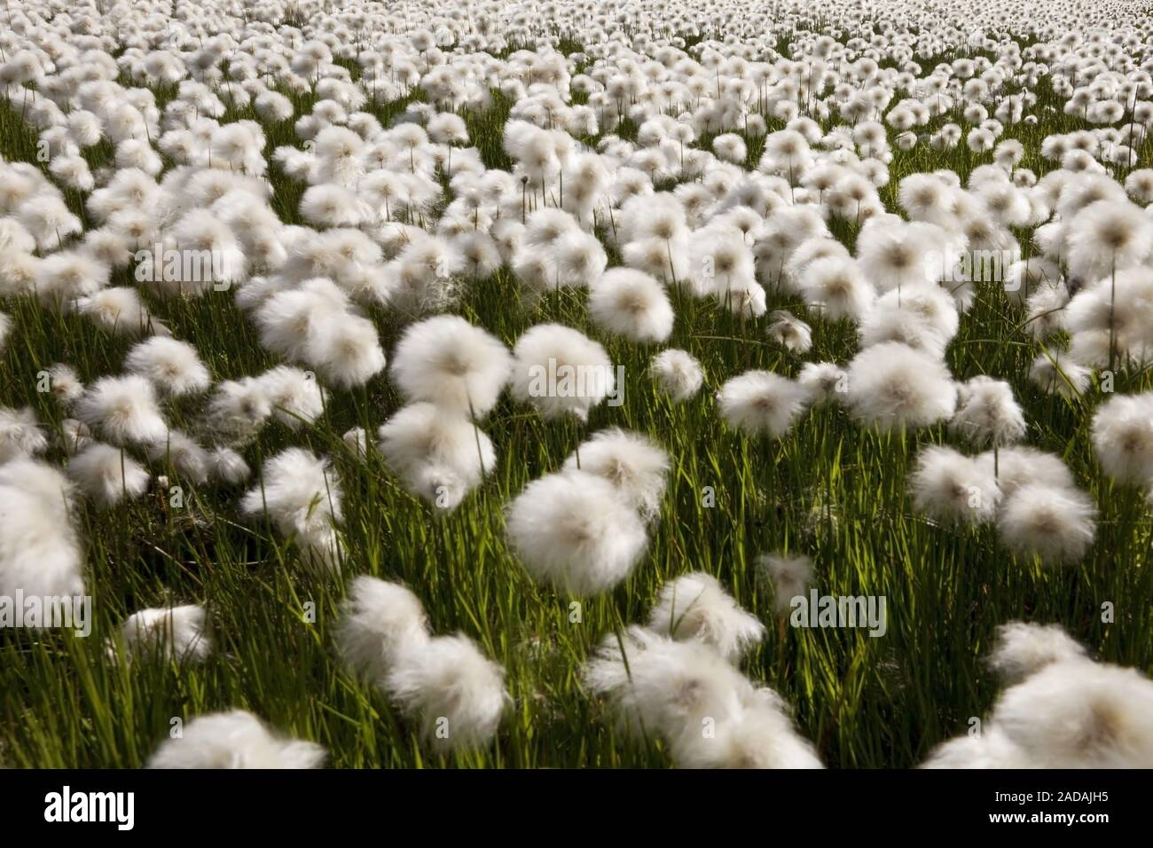 cottongrass (Eriophorum spec.), fruiting in Fagridalur, East Iceland