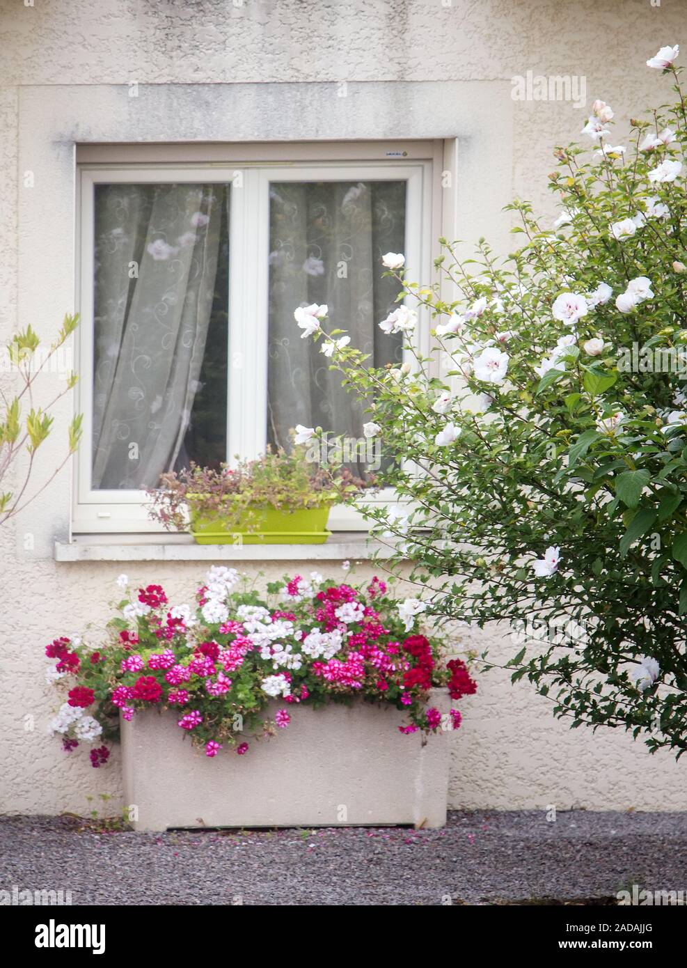 window and flower beds Stock Photo Alamy