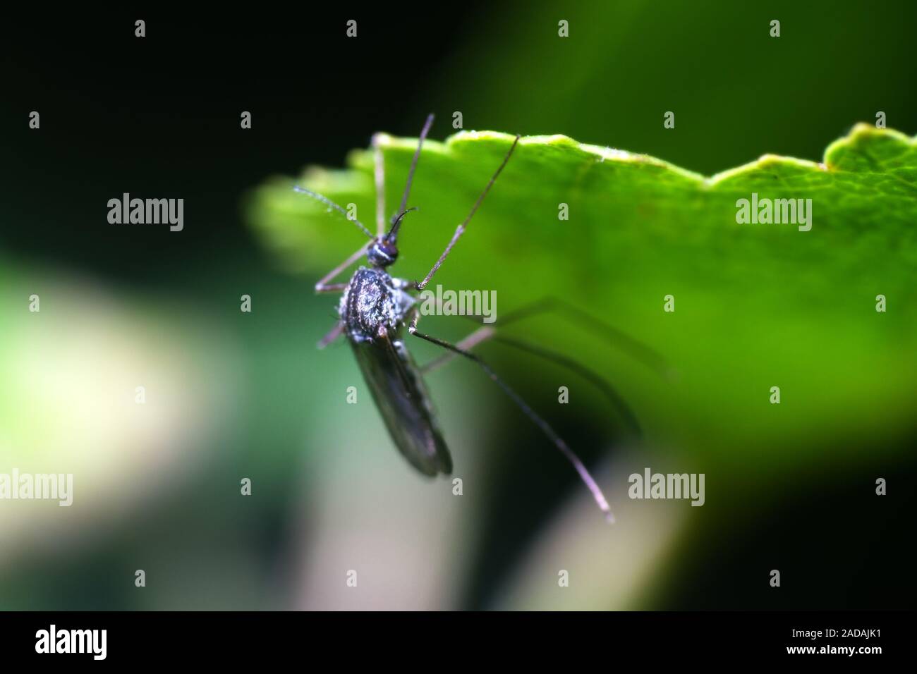 Blood sucking insects hi-res stock photography and images - Alamy