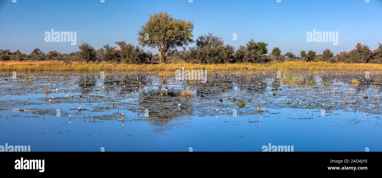typical African landscape, Bwabwata, Namibia Stock Photo