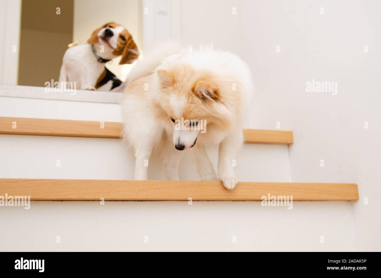 Dogs running down the stairs beagle with german spitz Stock Photo