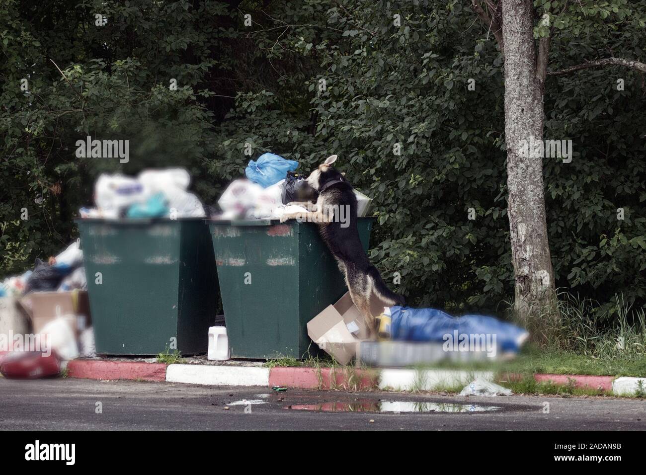 shepherd dog digging with head in trash can Stock Photo Alamy