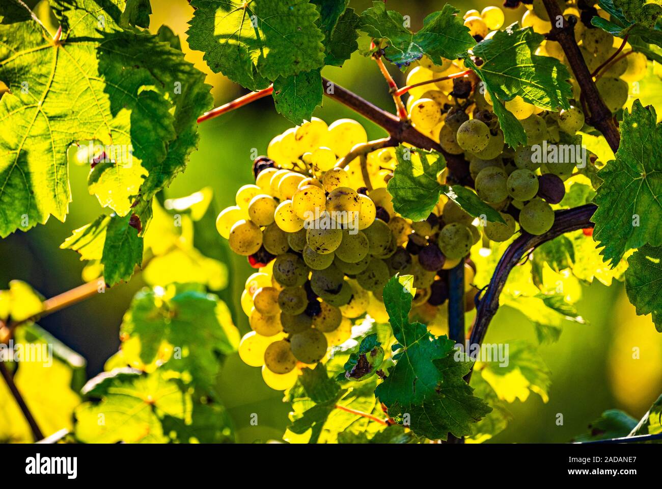 Green grapes on vineyard over bright green background. Sun flare Stock ...